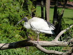 Ibis à cou noir