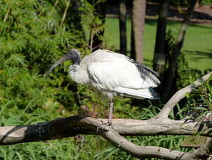 Ibis à cou noir