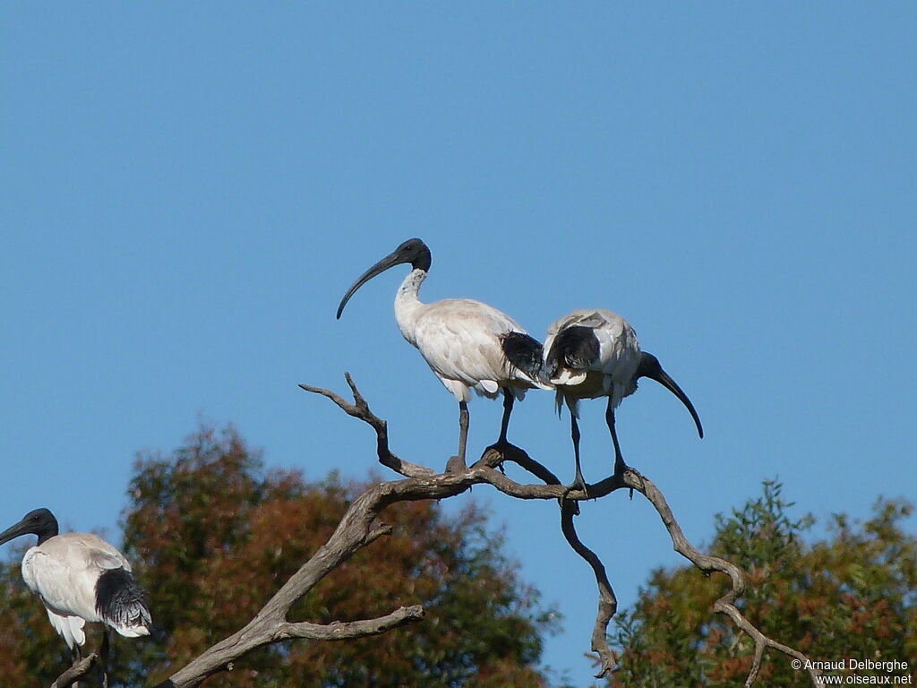 Ibis à cou noir