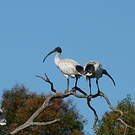 Ibis à cou noir