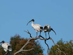 Ibis à cou noir