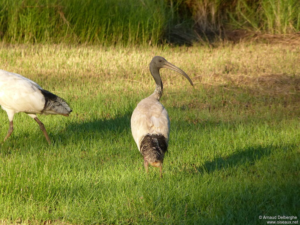 Australian White Ibis