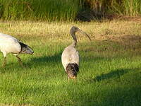 Ibis à cou noir