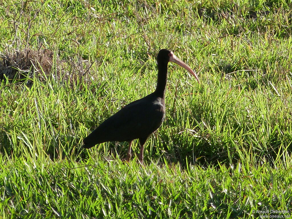 Bare-faced Ibis