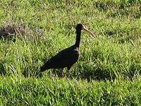 Ibis à face nue