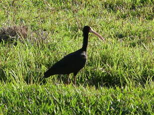 Ibis à face nue