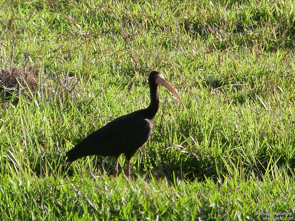 Ibis à face nue