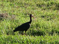 Ibis à face nue