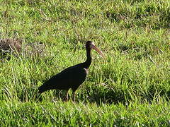 Bare-faced Ibis