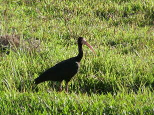 Ibis à face nue