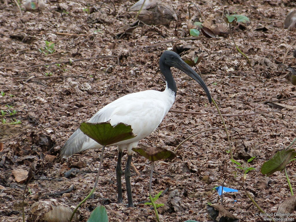 Black-headed Ibis