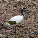Ibis à tête noire