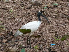 Ibis à tête noire