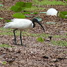 Ibis à tête noire