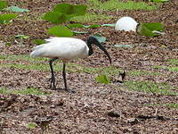 Ibis à tête noire