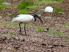 Black-headed Ibis