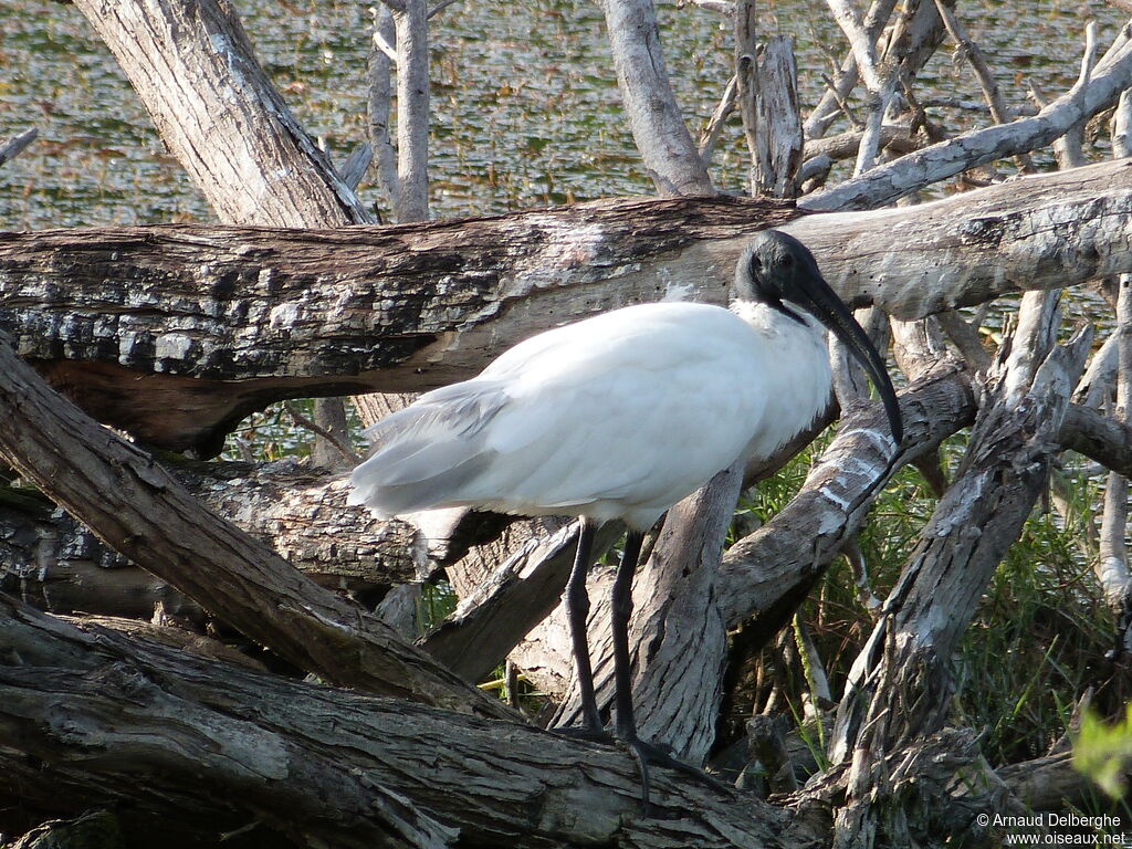 Ibis à tête noire