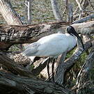 Ibis à tête noire