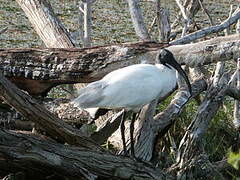 Ibis à tête noire