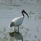 Ibis à tête noire