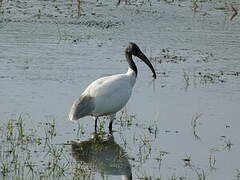 Ibis à tête noire