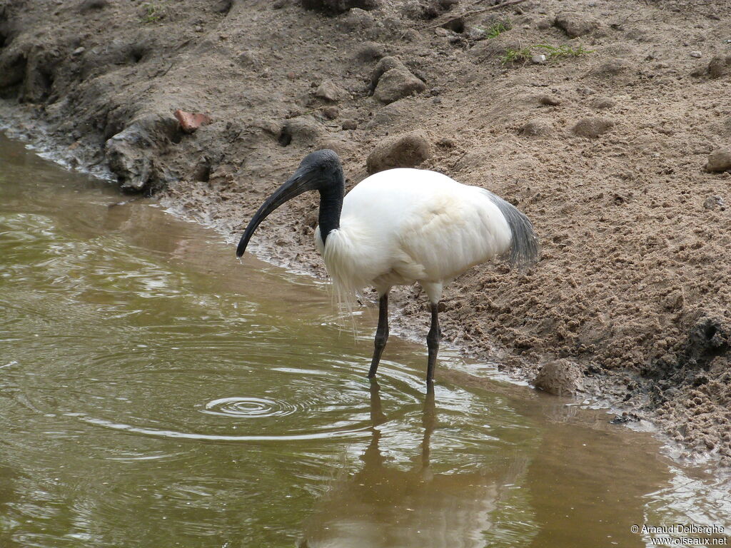 Black-headed Ibis