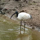Ibis à tête noire