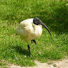 Ibis à tête noire