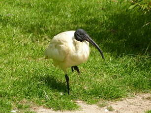 Ibis à tête noire