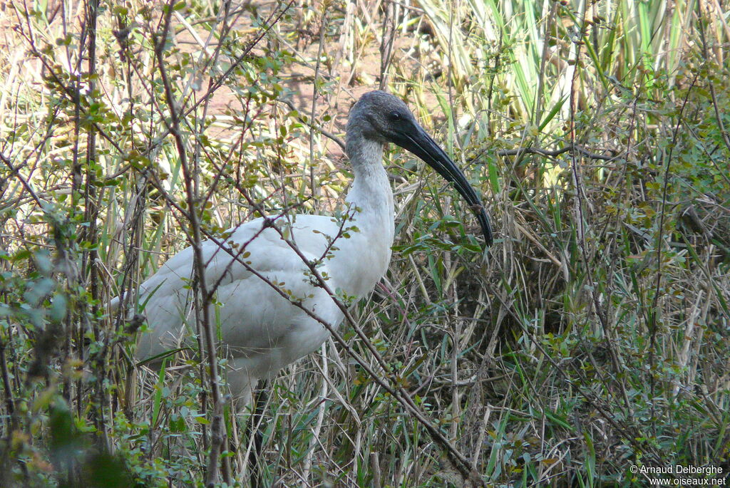 Ibis à tête noire