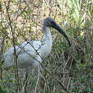 Ibis à tête noire