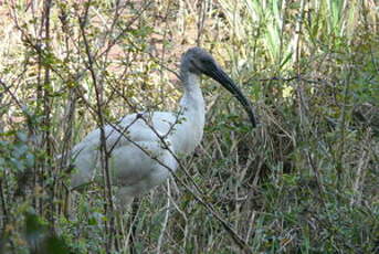 Ibis à tête noire