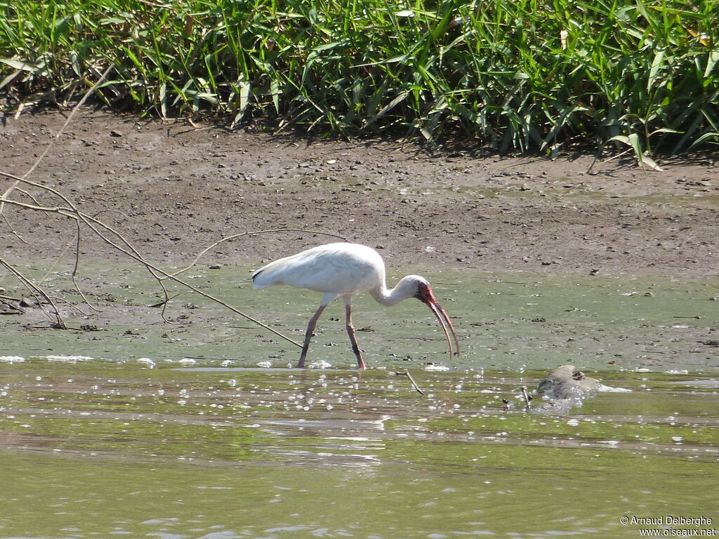 American White Ibis