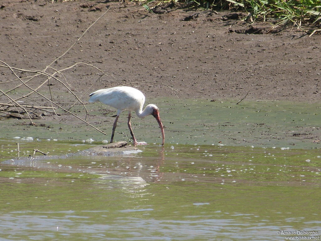 Ibis blanc