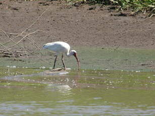 Ibis blanc