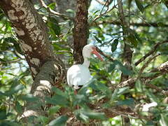 Ibis blanc