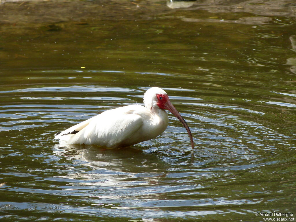 Ibis blanc