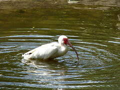 American White Ibis