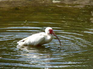 Ibis blanc