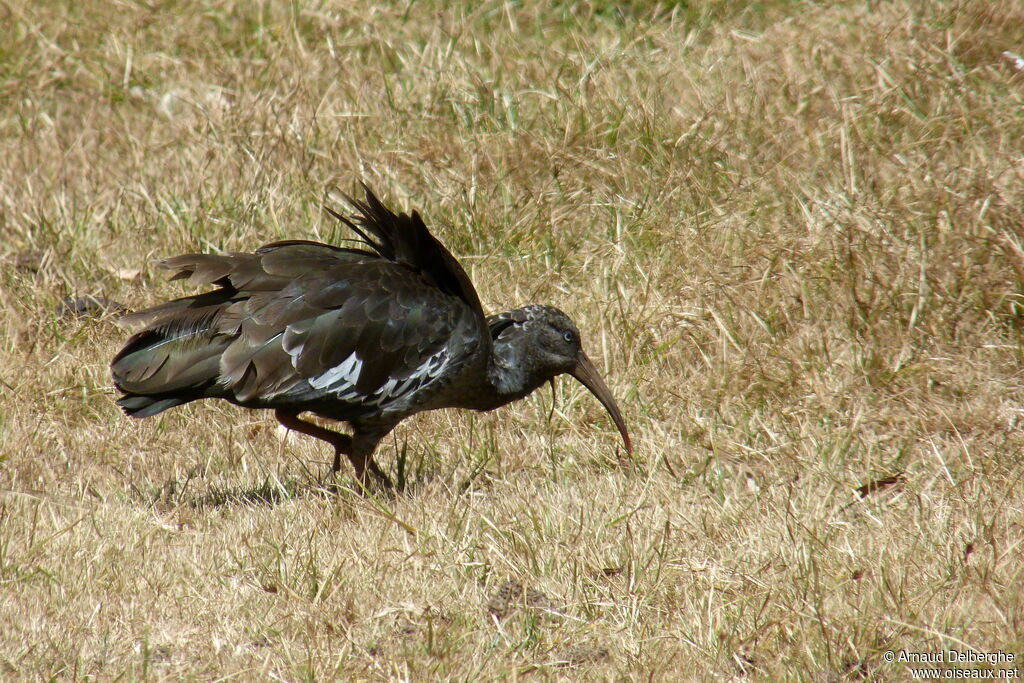 Wattled Ibis