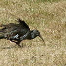 Ibis caronculé