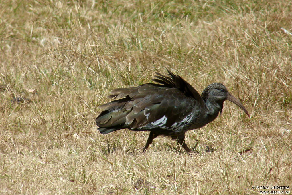 Ibis caronculé