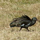 Ibis caronculé