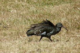 Wattled Ibis