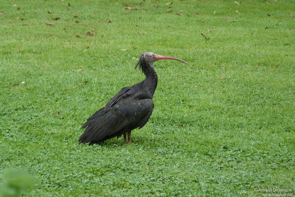 Northern Bald Ibis