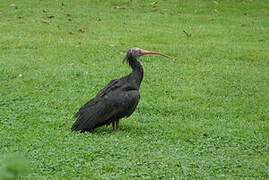 Northern Bald Ibis