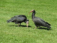 Northern Bald Ibis