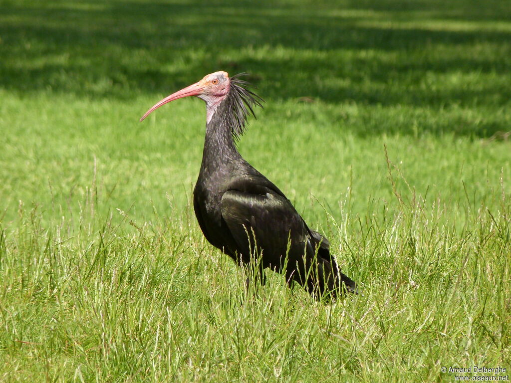 Northern Bald Ibis