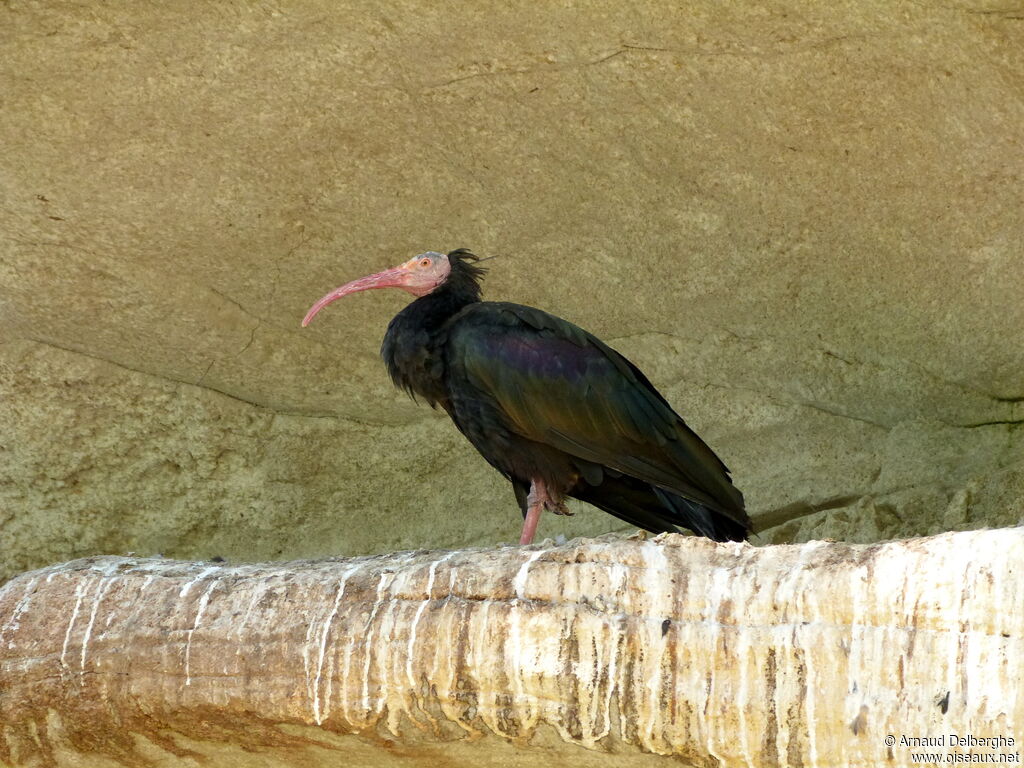 Northern Bald Ibis