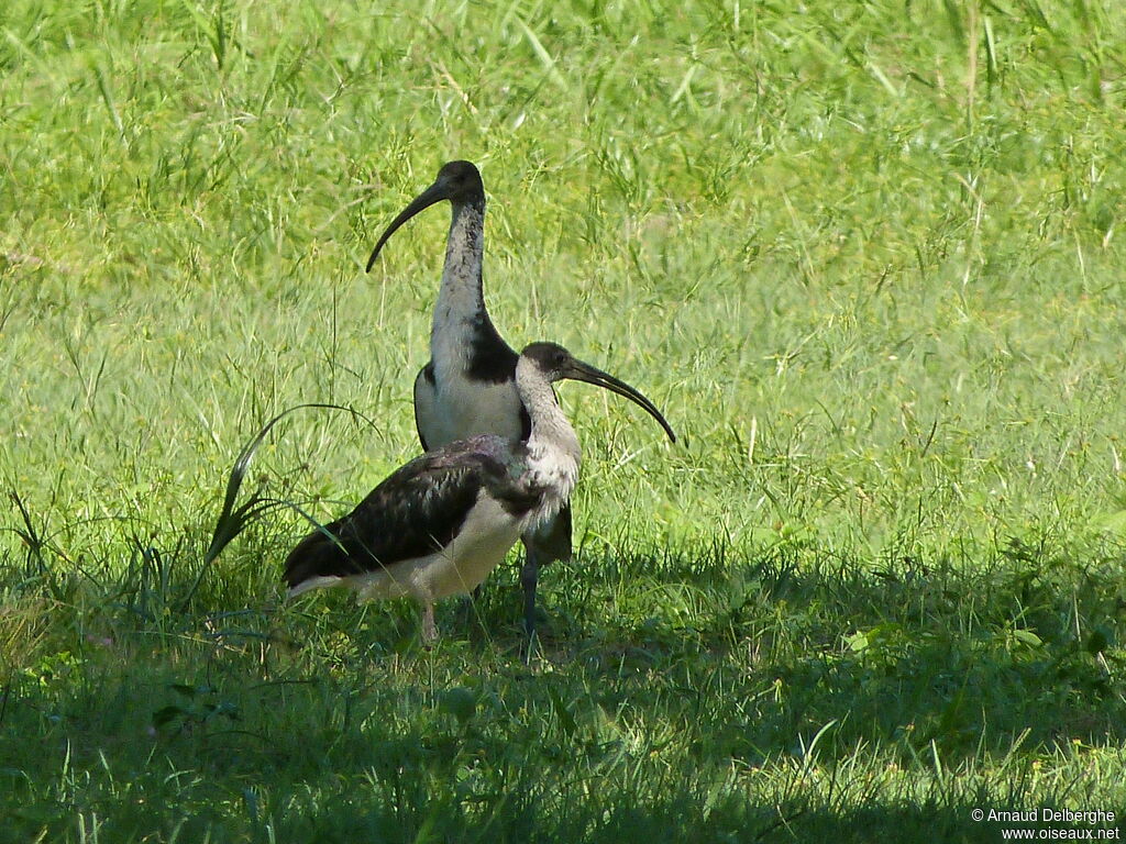 Ibis d'Australie